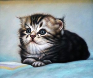 A Cat, ShanGallery.com