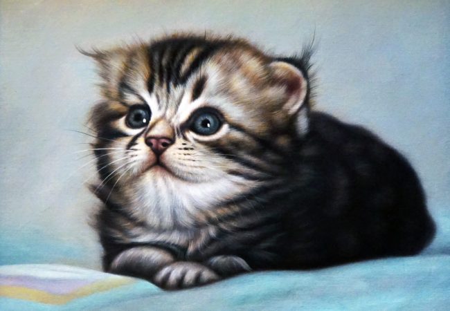 A Cat, ShanGallery.com